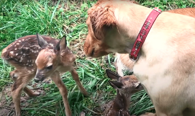 Heartwarming Friendship Between a Deer and a Golden Retriever