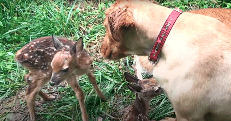 Heartwarming Friendship Between a Deer and a Golden Retriever