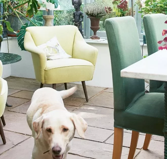 Coordinate your pet dog with your home – see 6 stylish pooches who match rooms