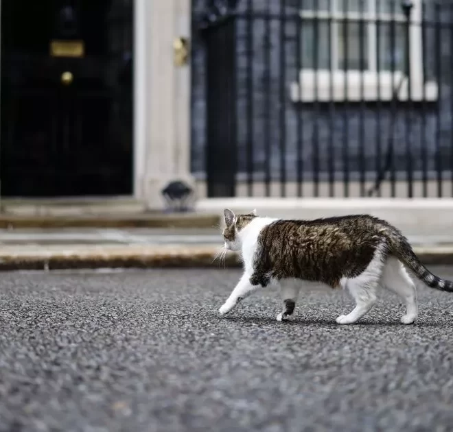 Larry the Downing Street cat’s fate revealed as Keir Starmer becomes PM – but there’s a major problem