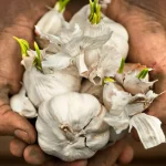 Genius way to grow your own vegetables indoors from your food scraps with just a glass of water