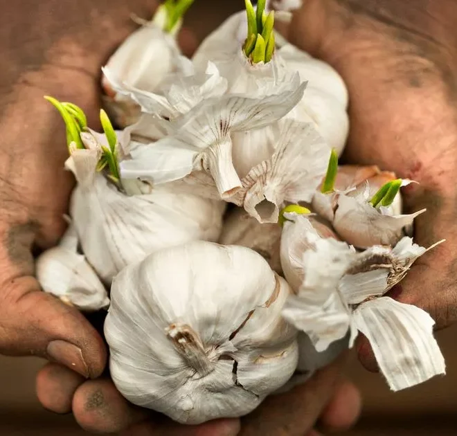 Genius way to grow your own vegetables indoors from your food scraps with just a glass of water
