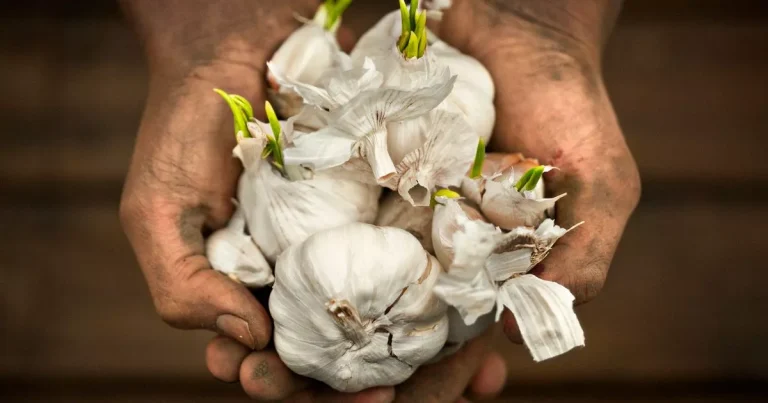 Genius way to grow your own vegetables indoors from your food scraps with just a glass of water