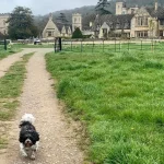 Britain’s best hotels to pamper your pooch – from paw spas to gourmet dog menus