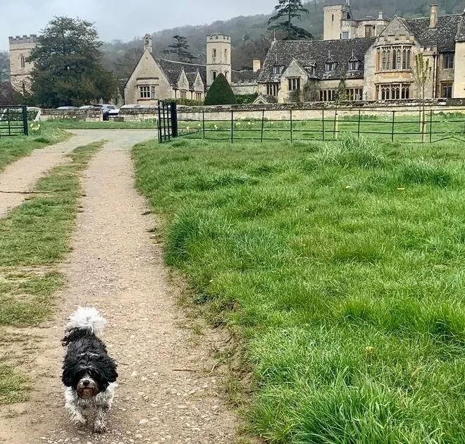 Britain’s best hotels to pamper your pooch – from paw spas to gourmet dog menus