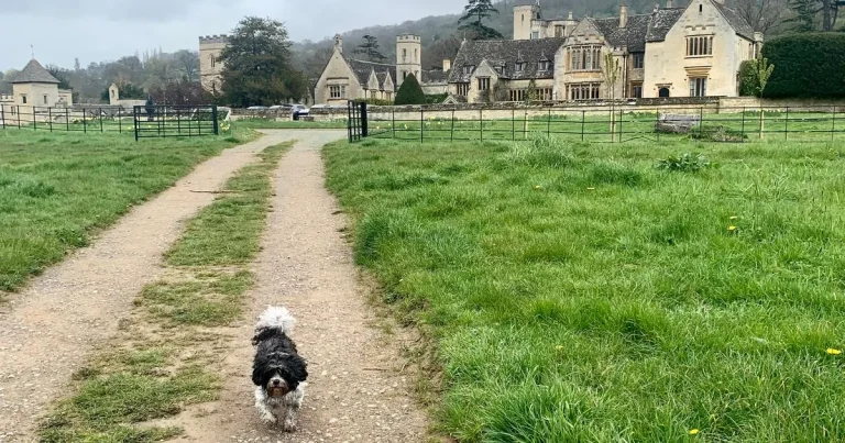 Britain’s best hotels to pamper your pooch – from paw spas to gourmet dog menus