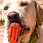Keep your dog cool in the heatwave with this simple healthy ice lolly recipe