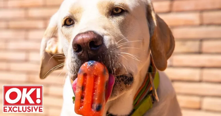Keep your dog cool in the heatwave with this simple healthy ice lolly recipe