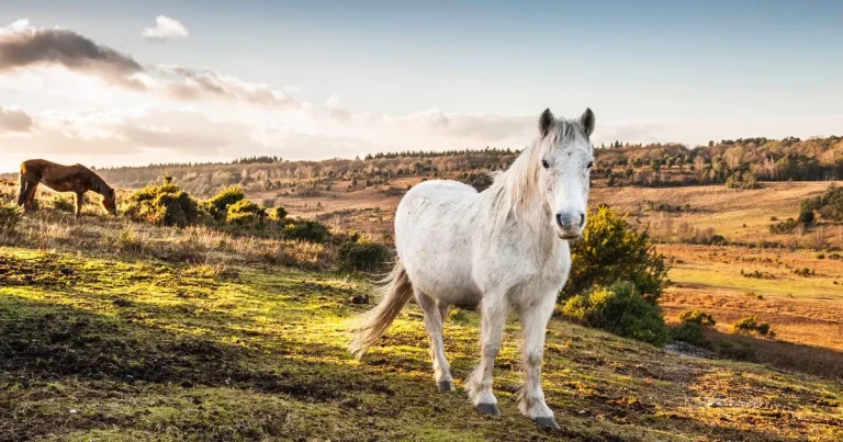 ‘I went on a staycation to the New Forest – it was like stepping into a history book’
