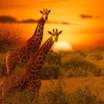 ‘I had my bucket list trip to Kenya – it was a holiday of a lifetime but be wary of this activity’