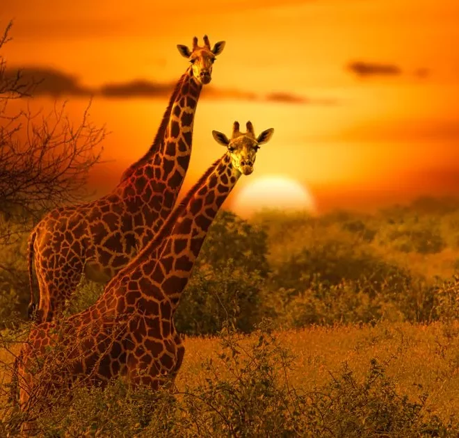 ‘I had my bucket list trip to Kenya – it was a holiday of a lifetime but be wary of this activity’