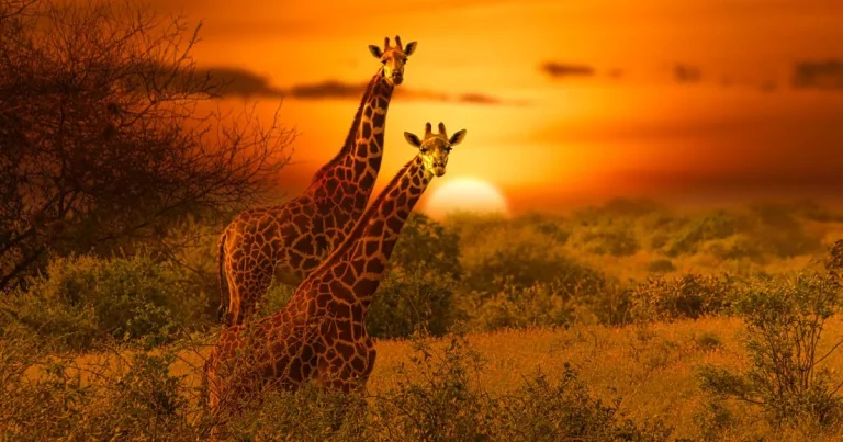 ‘I had my bucket list trip to Kenya – it was a holiday of a lifetime but be wary of this activity’